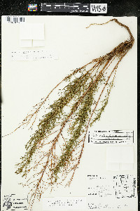 Artemisia dracunculus image