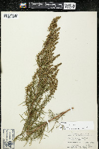 Artemisia dracunculus image