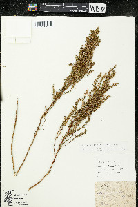 Artemisia dracunculus image