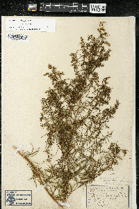 Artemisia dracunculus image