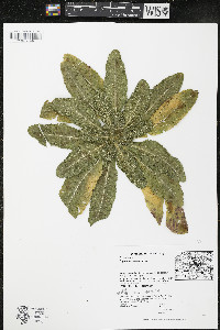 Dipsacus laciniatus image