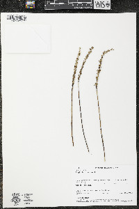 Triglochin maritima image