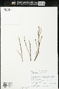 Epifagus virginiana image
