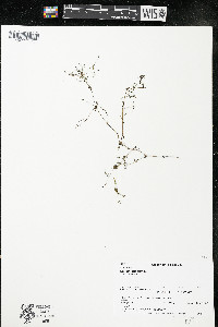 Galium trifidum subsp. trifidum image