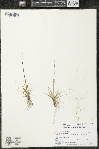 Eriocaulon aquaticum image