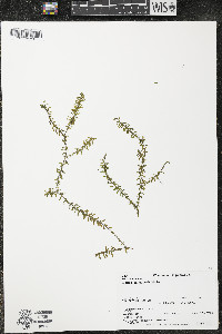 Elodea canadensis image