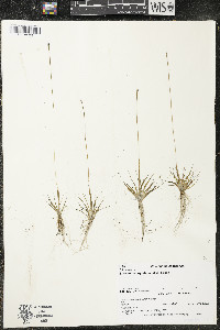 Eriocaulon aquaticum image