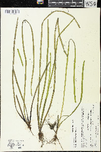 Vallisneria americana image