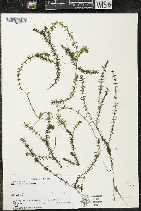 Elodea canadensis image