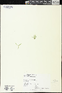 Elodea nuttallii image