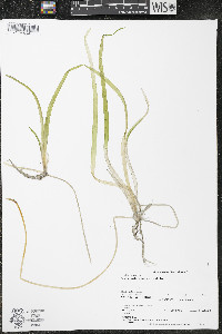 Vallisneria americana image