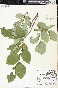 Dirca palustris image