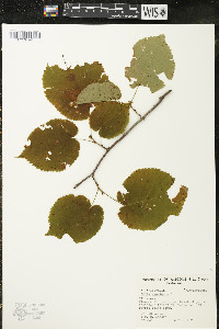 Tilia americana var. americana image
