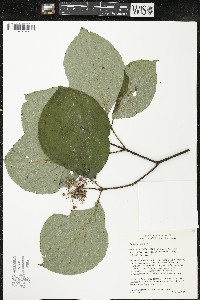 Cornus rugosa image