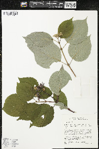 Cornus rugosa image