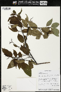 Cornus amomum var. schuetzeana image