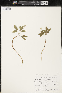 Panax trifolius image