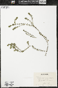 Elodea canadensis image