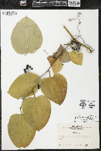 Smilax tamnoides image