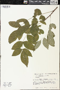 Zanthoxylum americanum image