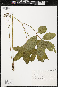 Aralia nudicaulis image