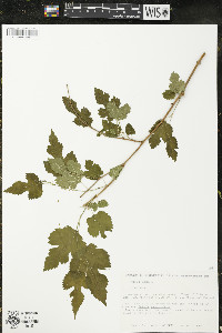 Morus alba image