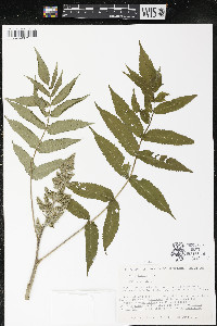 Rhus typhina image