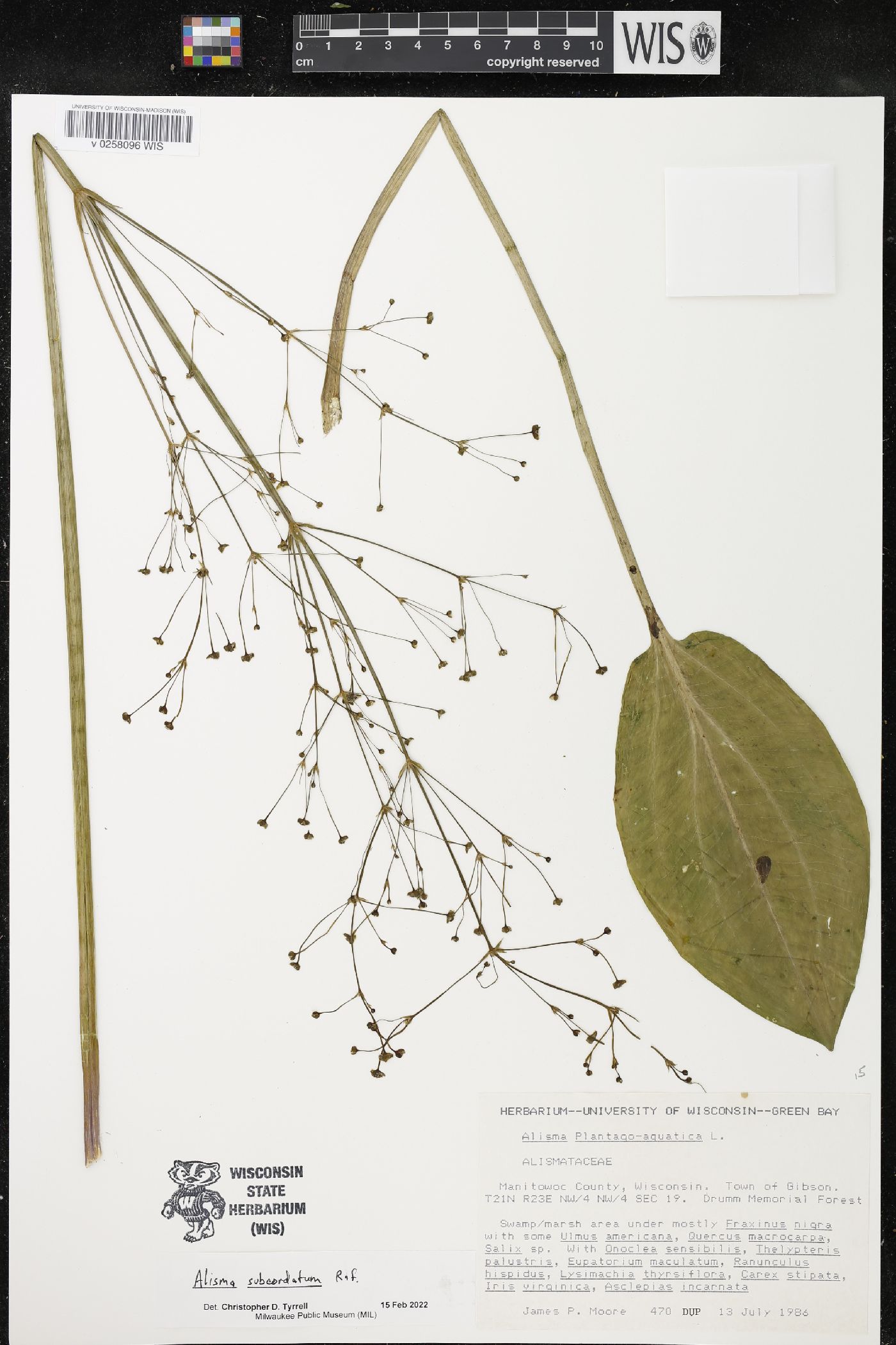 Alisma subcordatum image