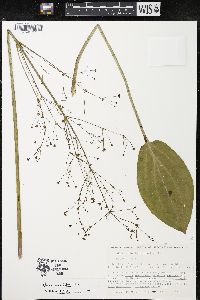 Alisma subcordatum image