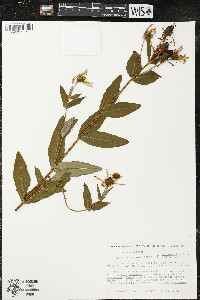 Hypericum ascyron subsp. pyramidatum image