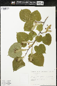 Tilia americana var. americana image