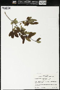 Ilex mucronata image