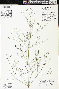 Alisma subcordatum image