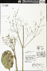 Alisma subcordatum image