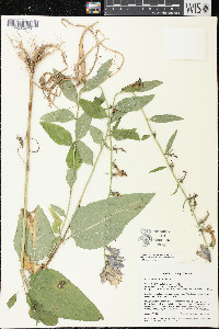 Campanula rapunculoides image