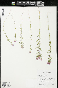 Polygala sanguinea image