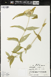 Gentiana alba image