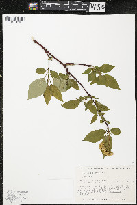 Cornus sericea subsp. sericea image