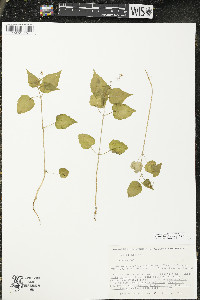 Circaea alpina image