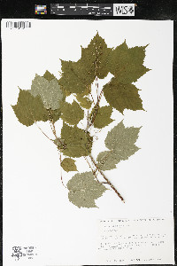 Acer spicatum image