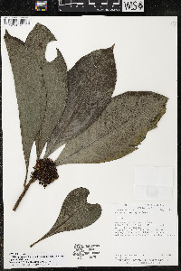 Ardisia opegrapha image