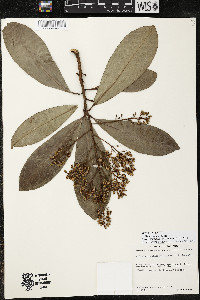 Ardisia revoluta image