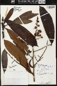Ardisia fimbrillifera image