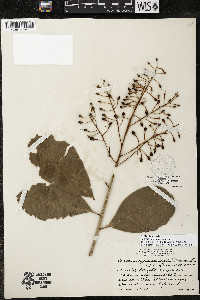 Ardisia paschalis image