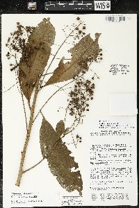 Parathesis villosa image