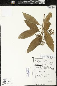 Parathesis villosa image