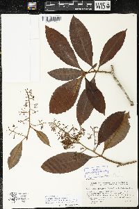 Parathesis ferruginea image