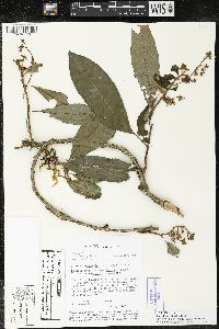 Parathesis villosa image