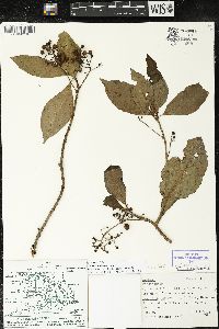 Parathesis villosa image