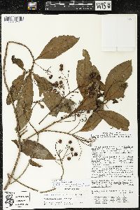 Parathesis villosa image